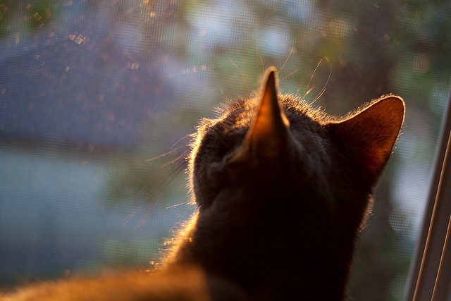 fb体育中国官网-天津飞船击败内蒙古猎手队，取得胜利，天津飞贼案