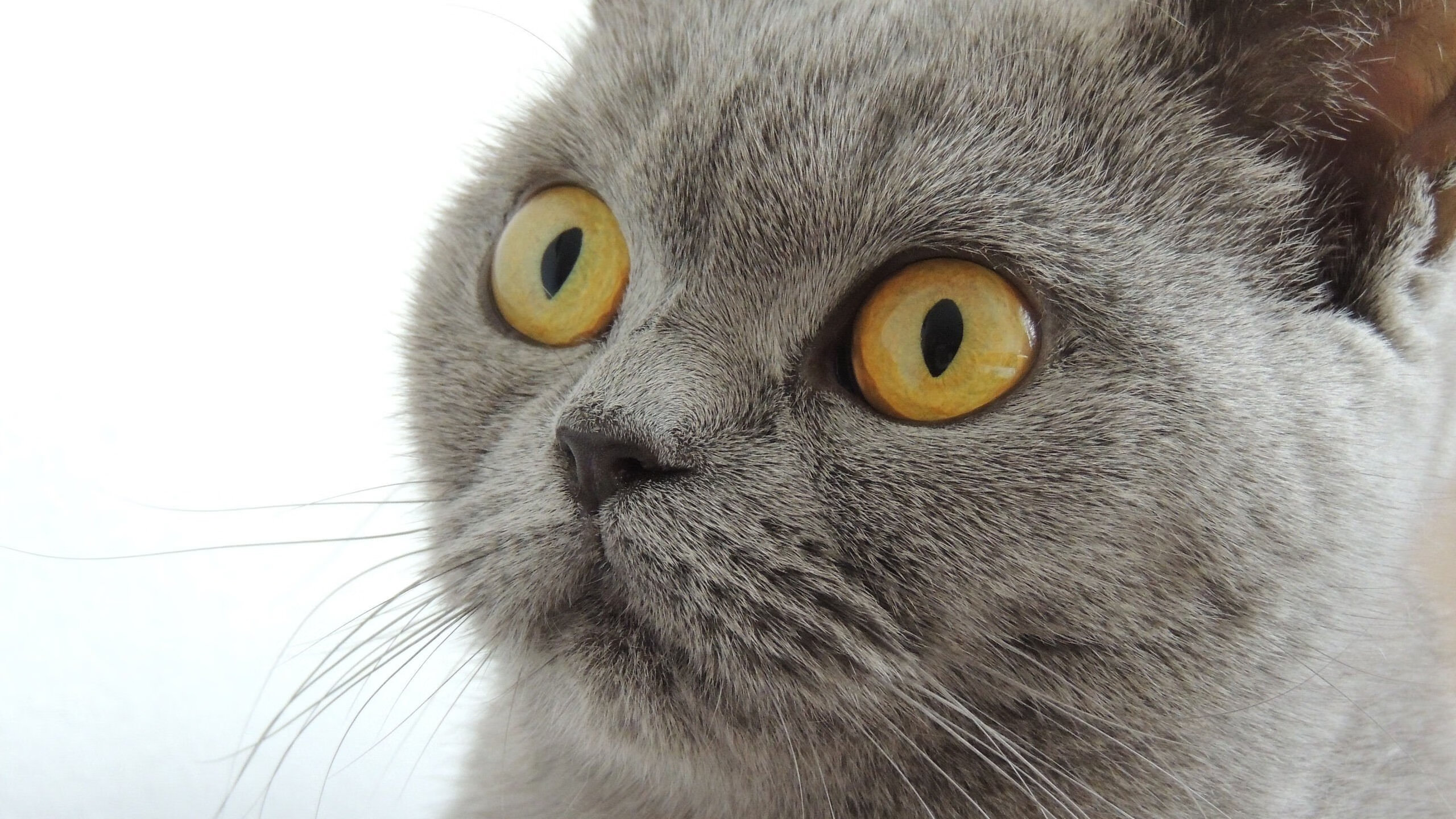 fb体育官网入口-拜仁慕尼黑再度大胜，欧冠夺冠前景悬念暂停！，拜仁慕尼黑今年欧冠