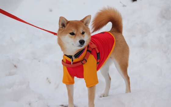 fb体育电脑版-媒体预测联赛冠军归属悬念仍在后续每一场都至关重要，预测今年总冠军